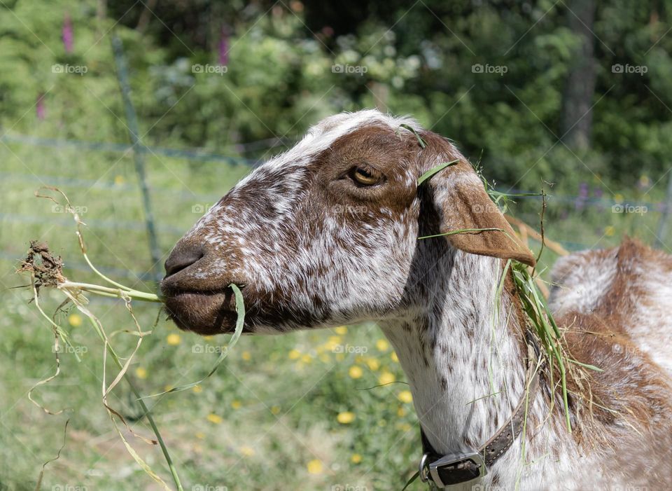 A brown and white nanny goat chewing on grass