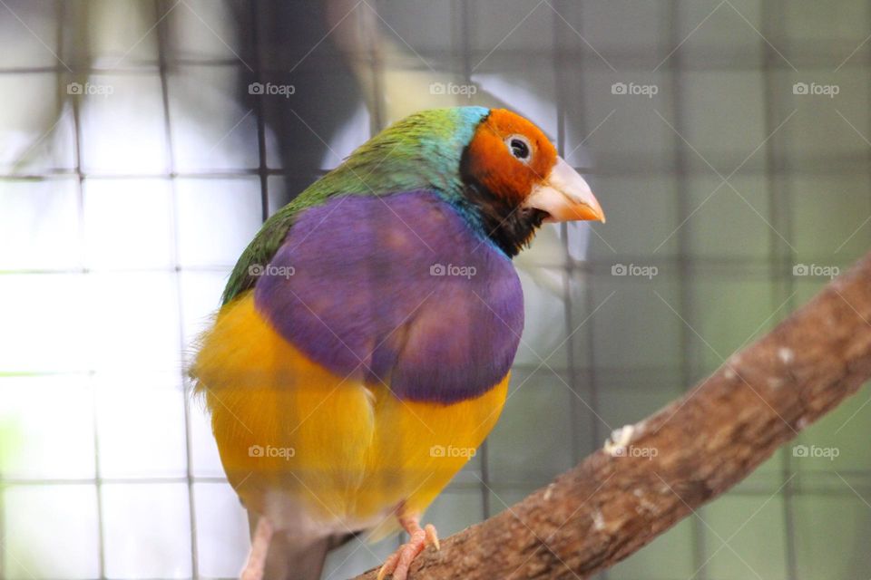 A gouldian finch, perching on a branch through wires, looking around with an adorably cute curious and wondrous face