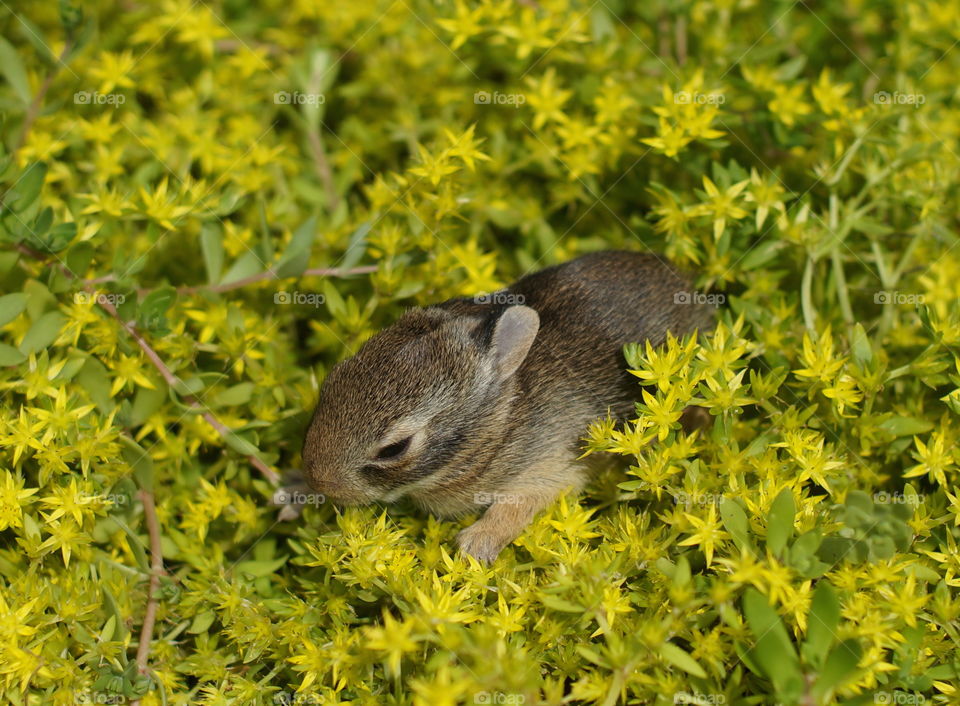 Wittle baby bunny wabbit. So cute