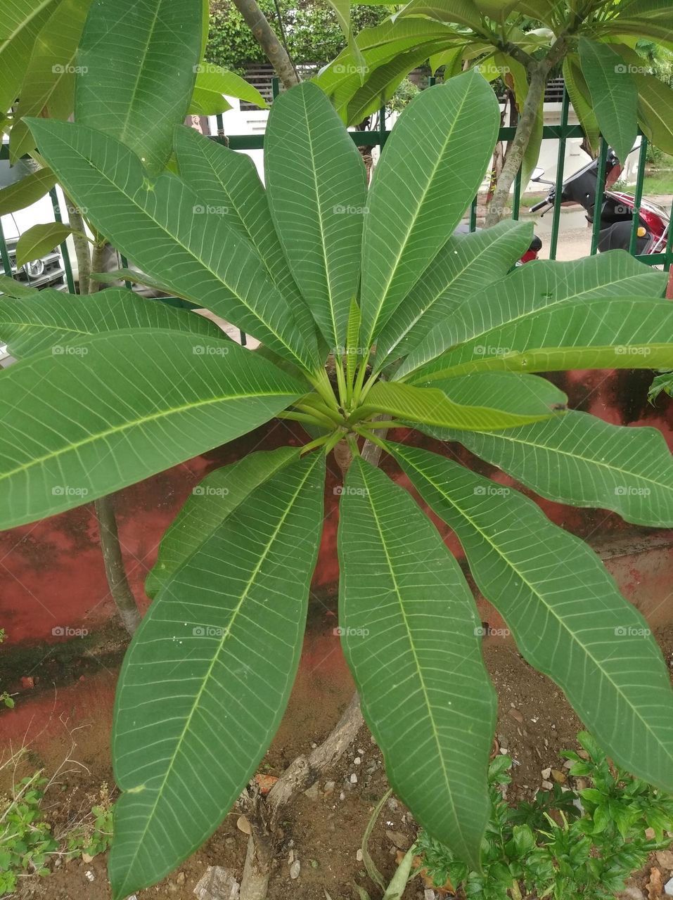 green shurb small size looks very beautiful generally found everywhere seasonal fresh