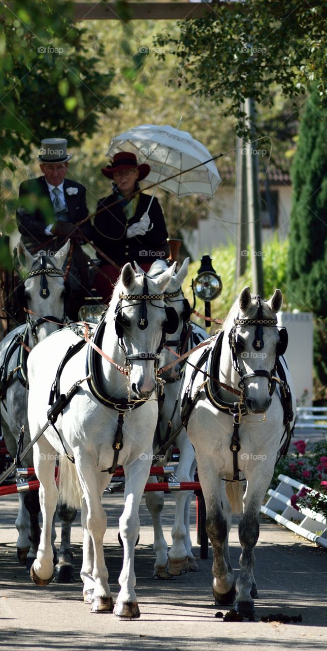 Traditional carriage driving with horses III