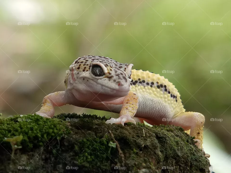 leopard gecko  is one of the five subspecies of the common leopard gecko, a small to midsized lizard belonging to the family Gekkonidae. reptiles, animals, nature