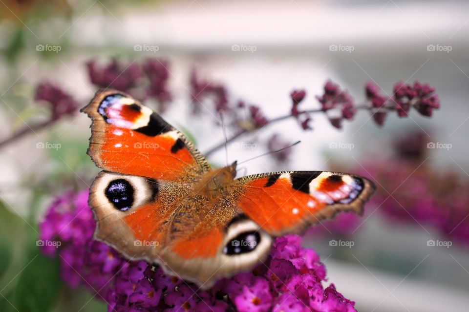 Butterfly in  my garden