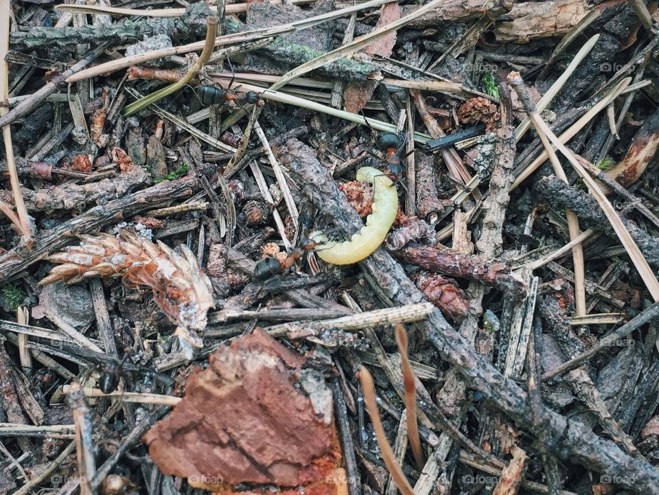 Nature, Wood, Closeup, Food, No Person