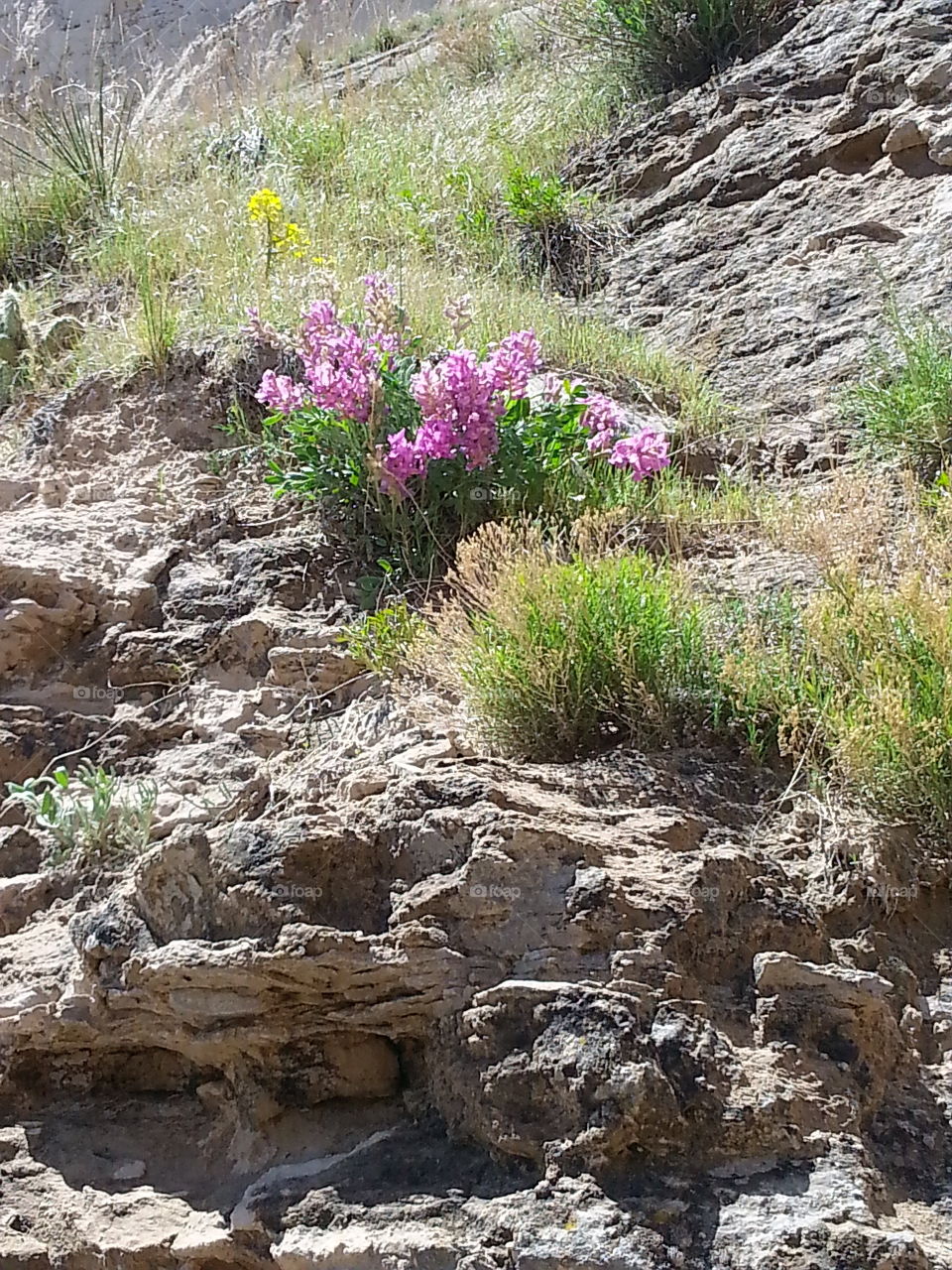 flower on side. on my hike