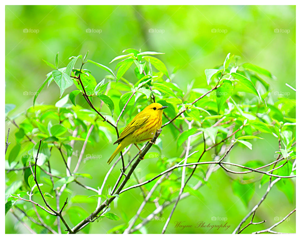 yellow warbler