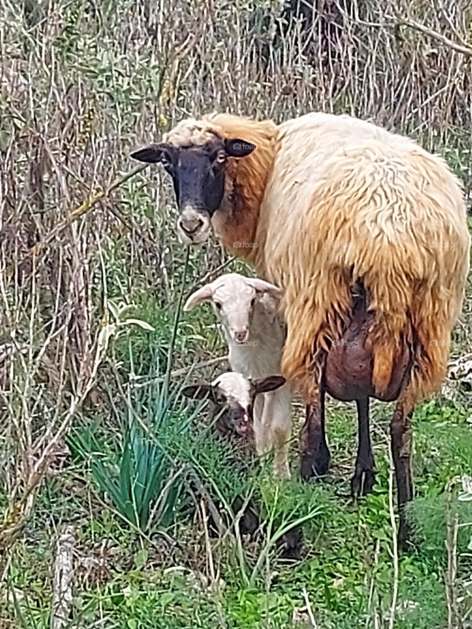 crete sheep and lambs