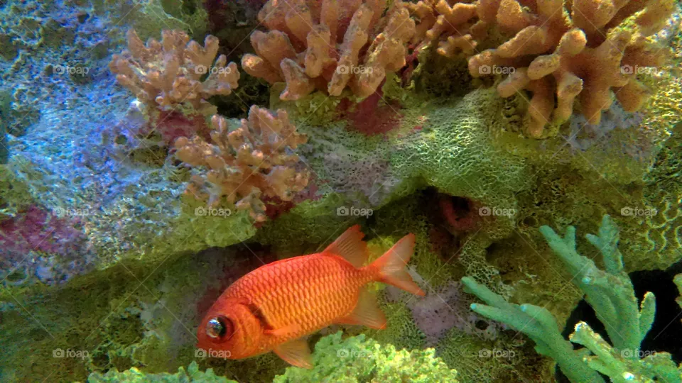 Fish