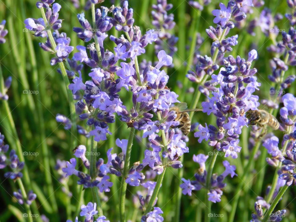 Lavander