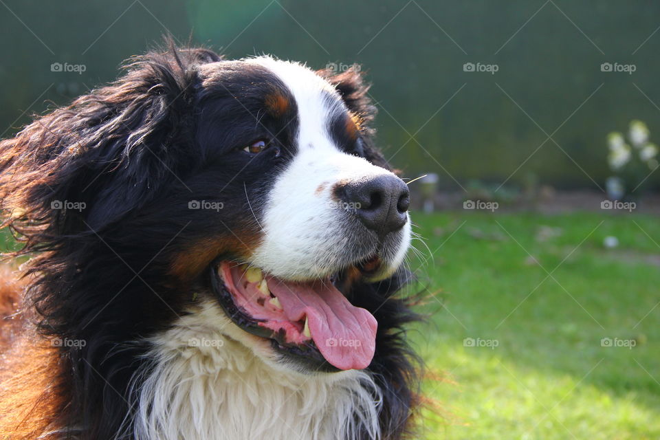 berner sennen portrait