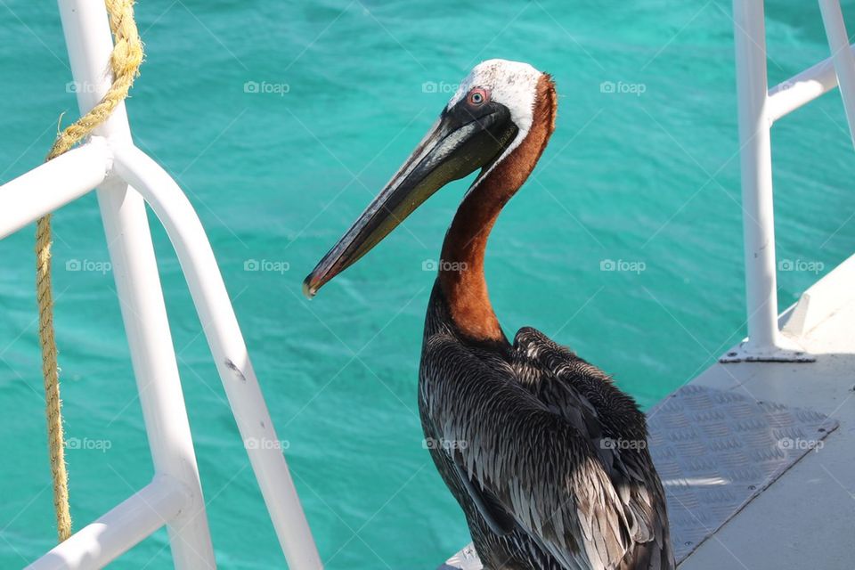 Pelican pirate