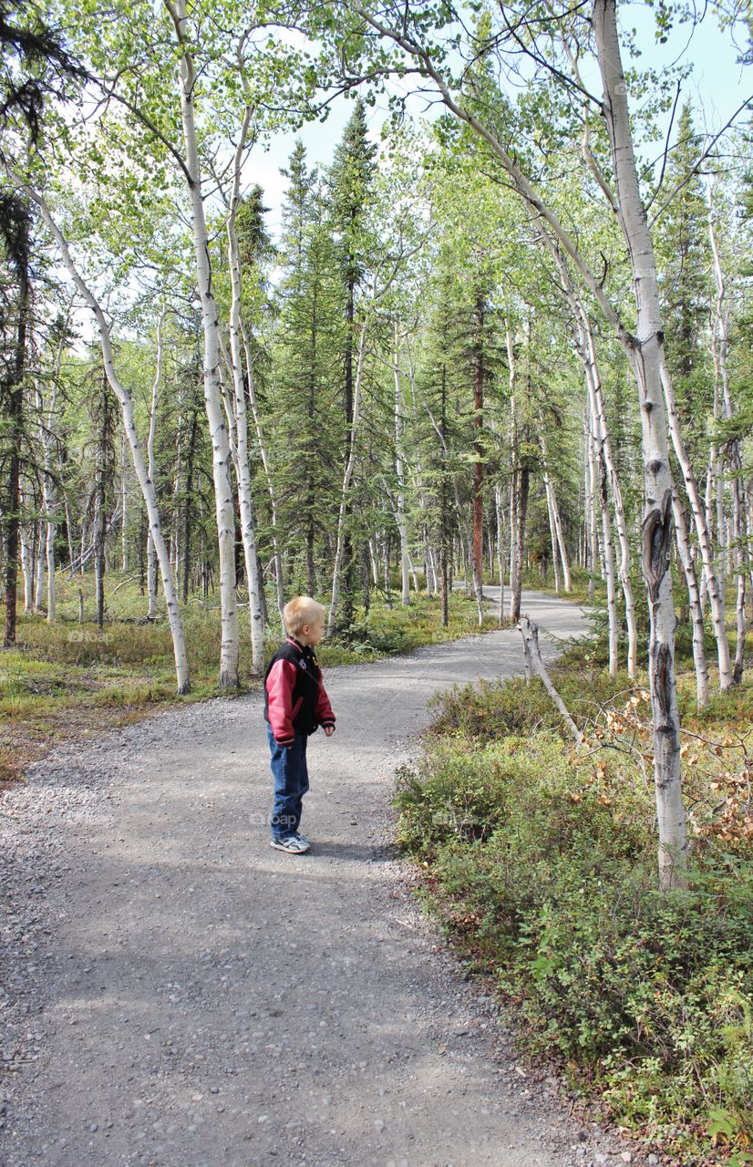 stroll through the woods