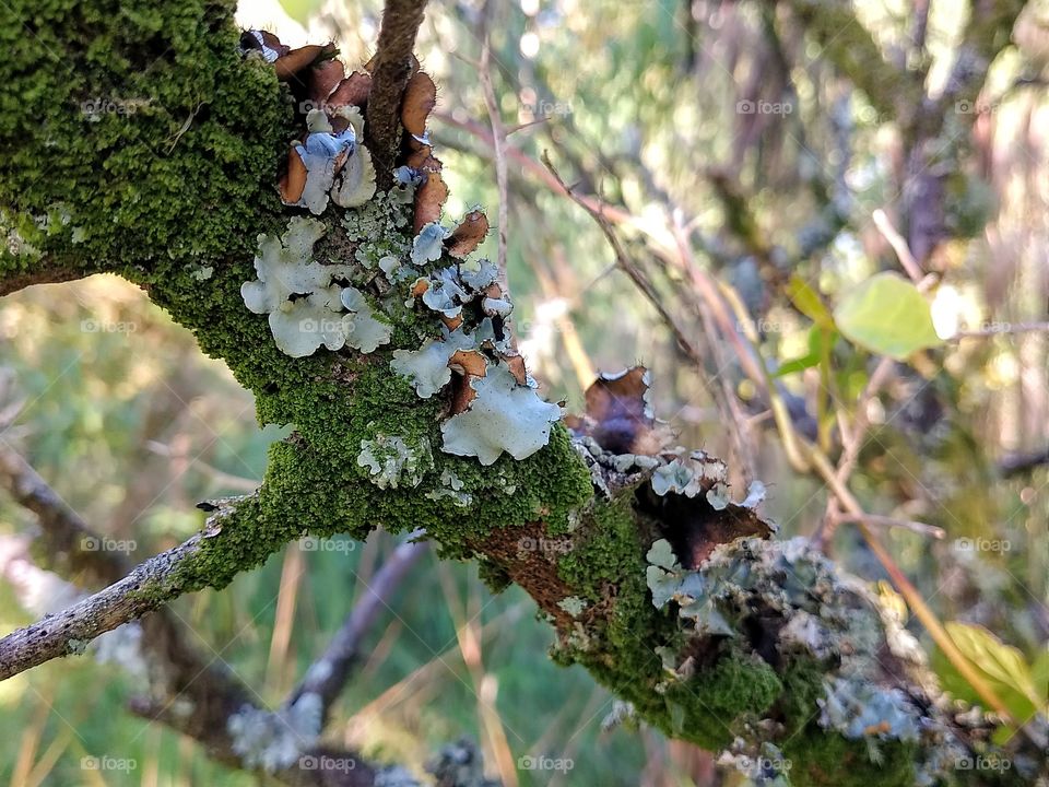 Fungus lichen cetrelia wood lichenized fungi