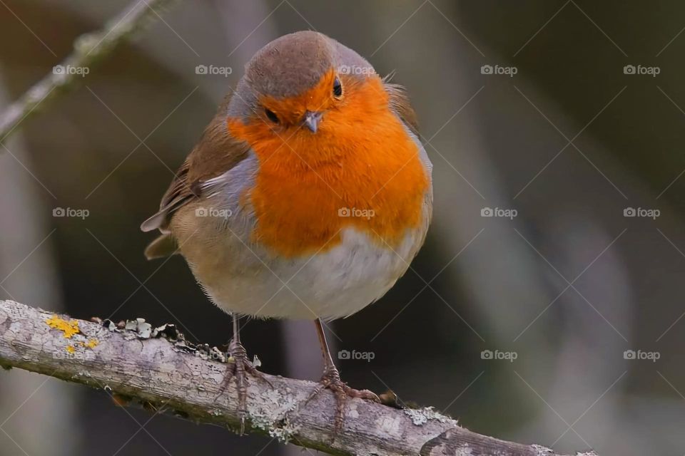 Close up on a Robin resting on a branch and which seems to be watching me, met during a walk along the Nantes canal in Brest