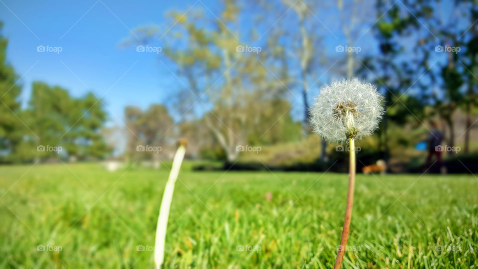 Dandelions in spring time, dog walking with human in background