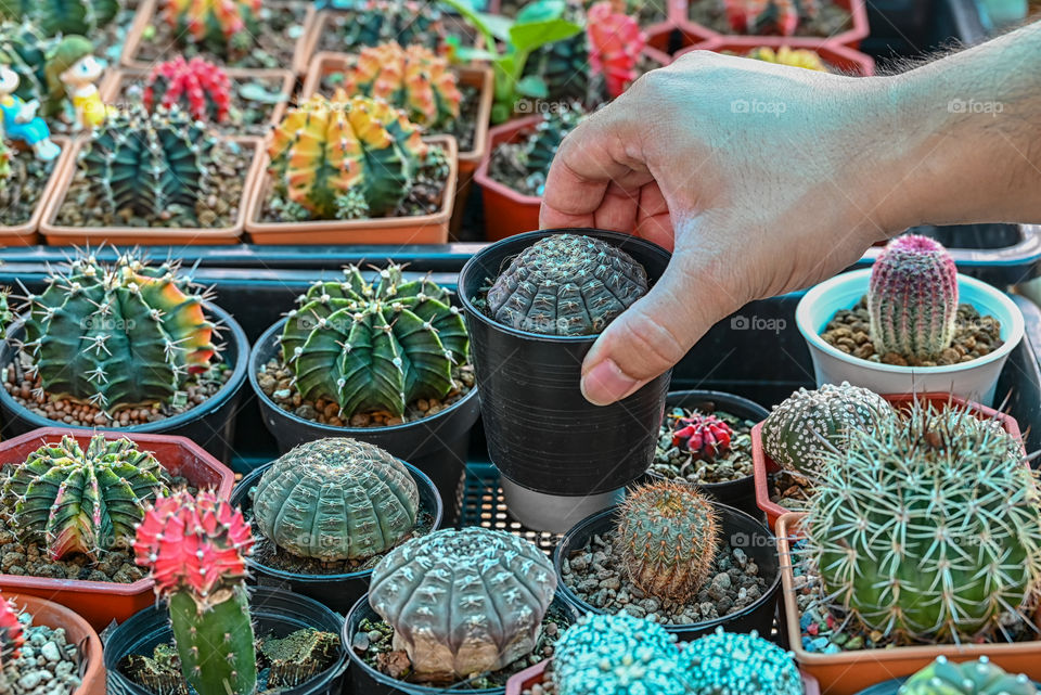 Beautiful texture of cactus