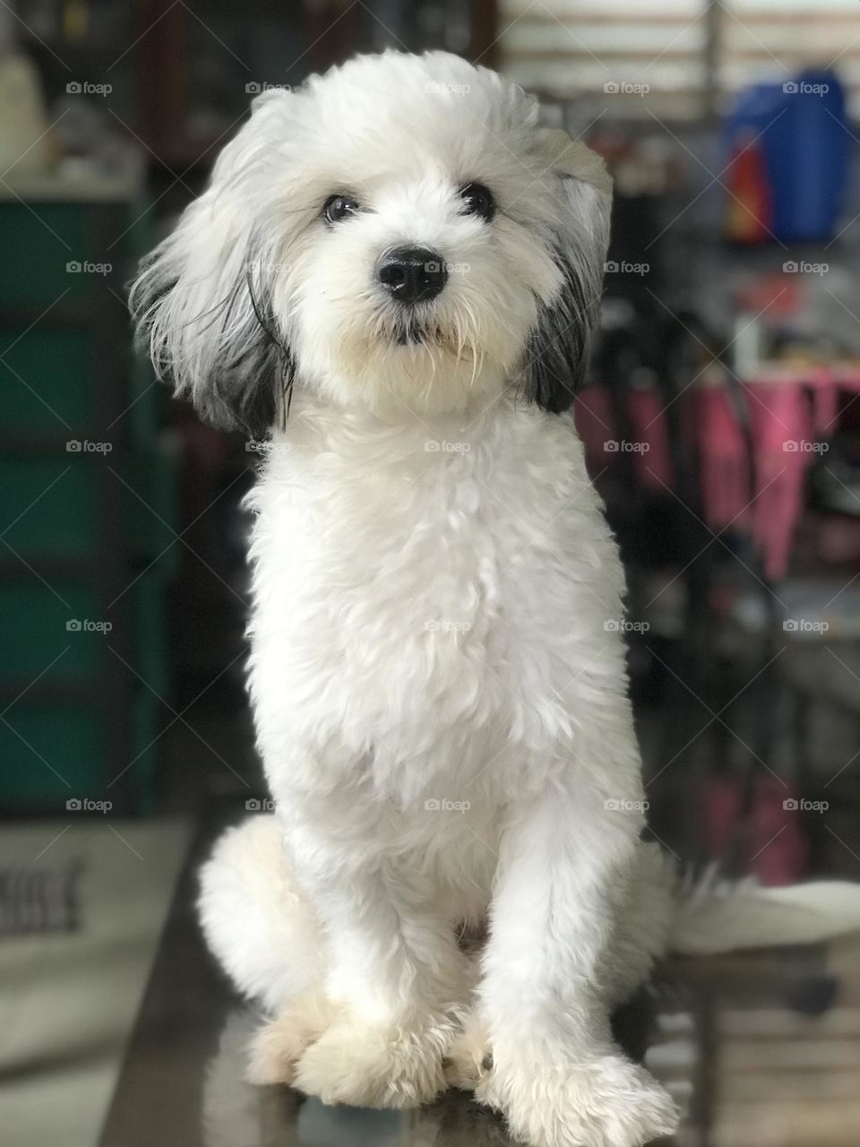 Cooper’s Formal Portrait shot. 