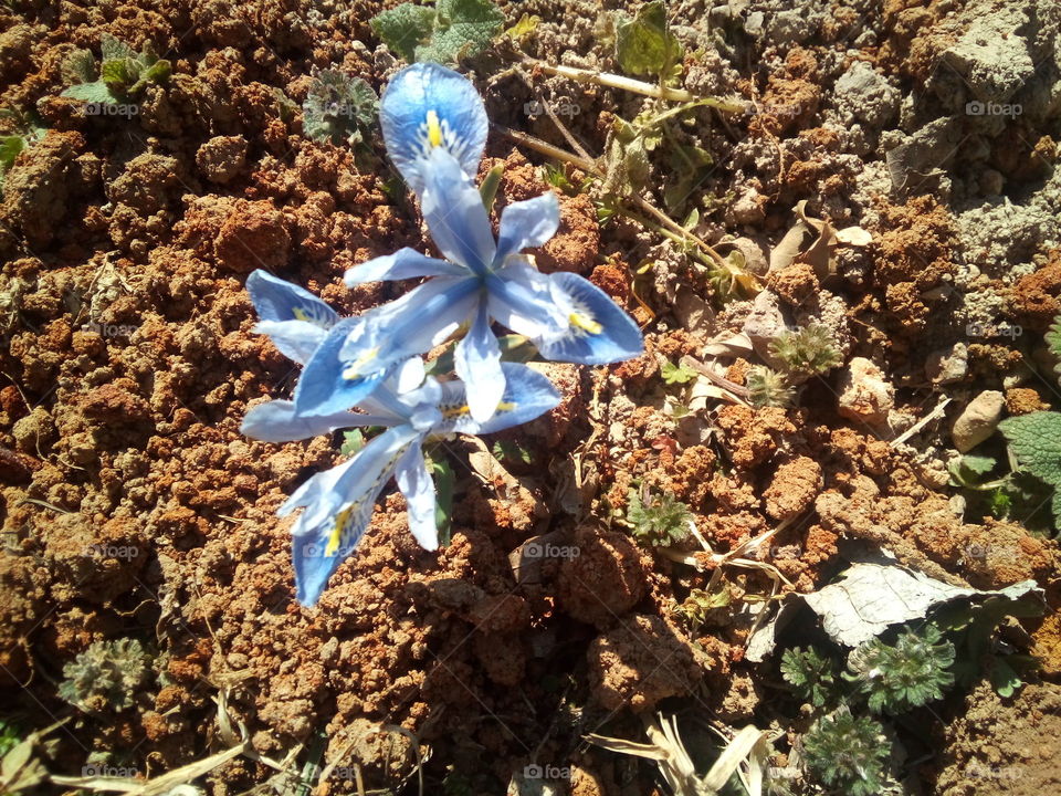 I'm so excited! my first spring flowers.i can hardly wait for more of these to be in bloom.