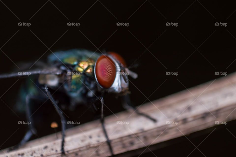 Macro view of housefly eye. Selective focus.