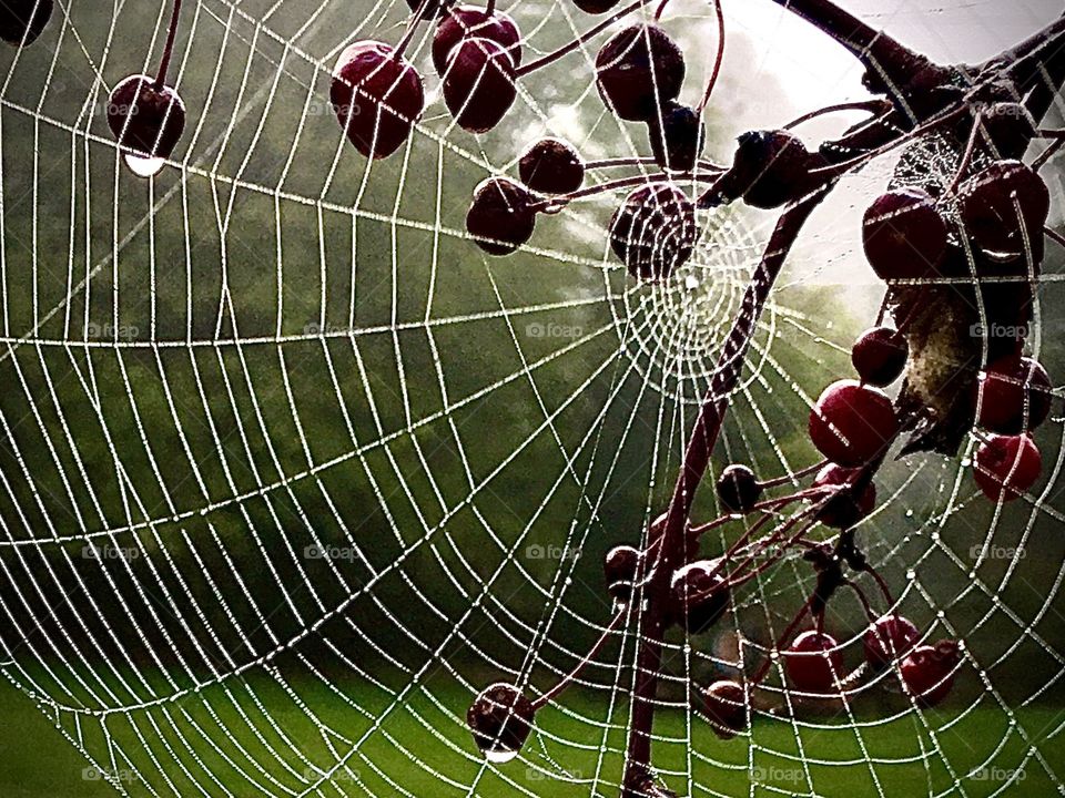 Droplet web