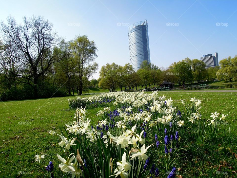 Frühlings Blumen Wiese