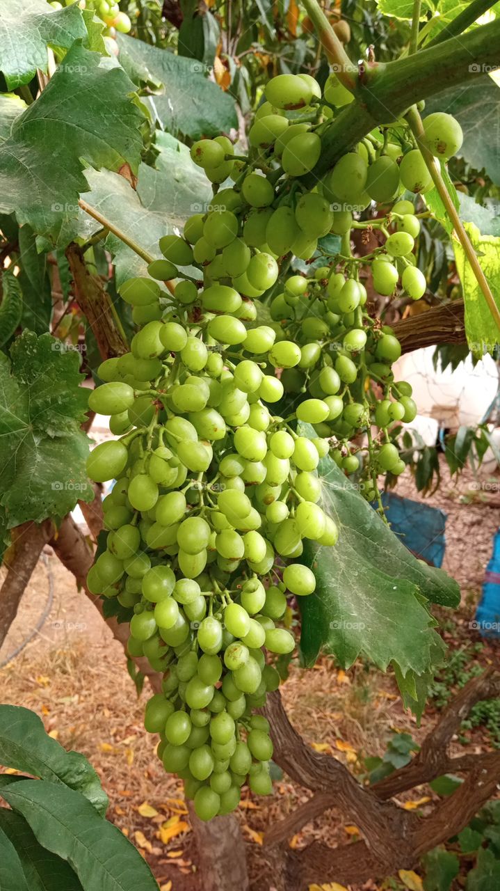 grapes