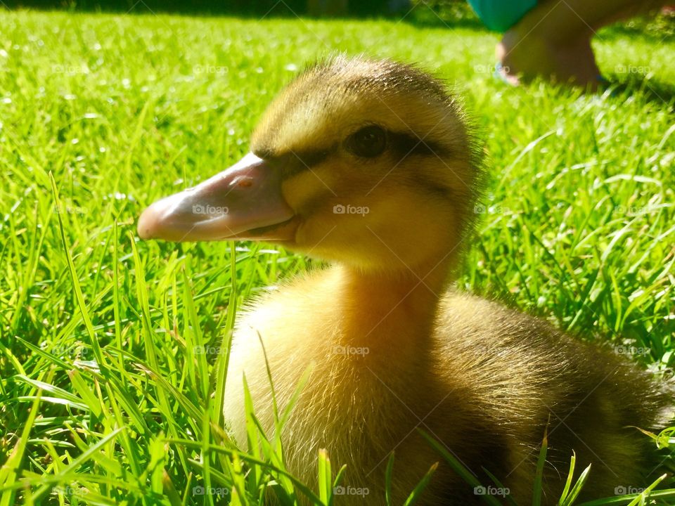 Duck