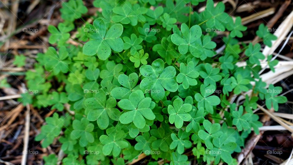 Nature#green#leaves