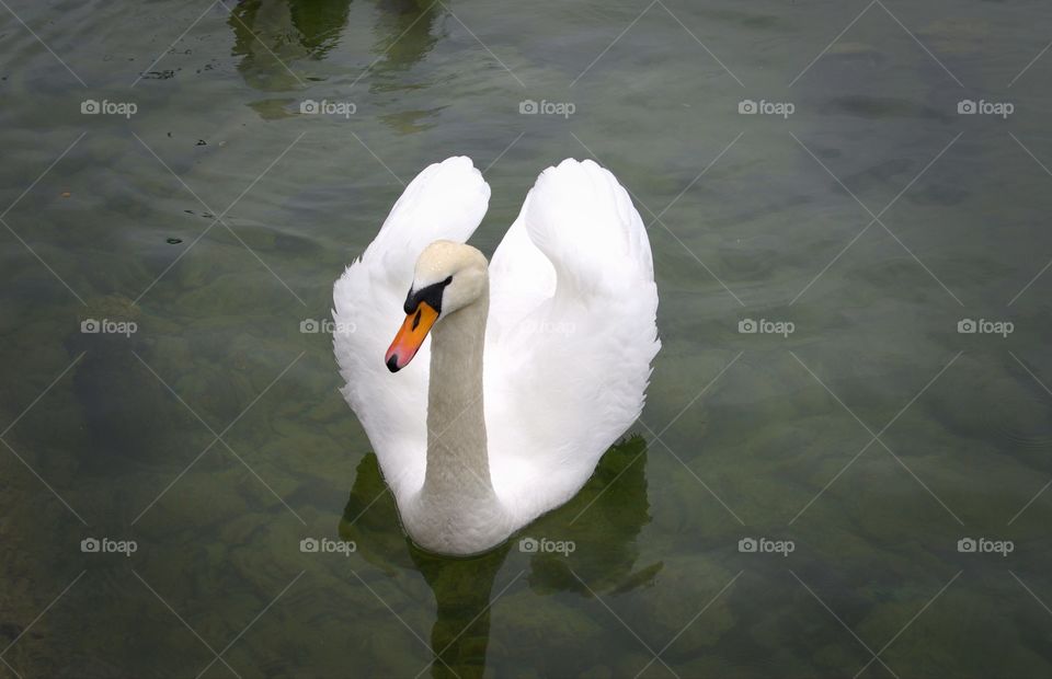 Swan