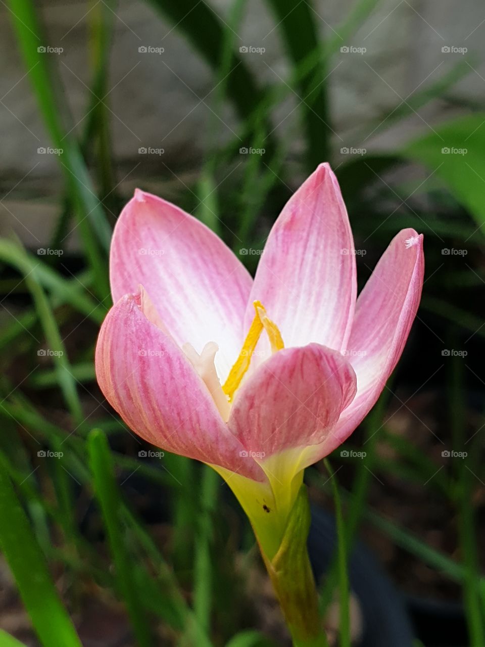 beautiful rain lilly