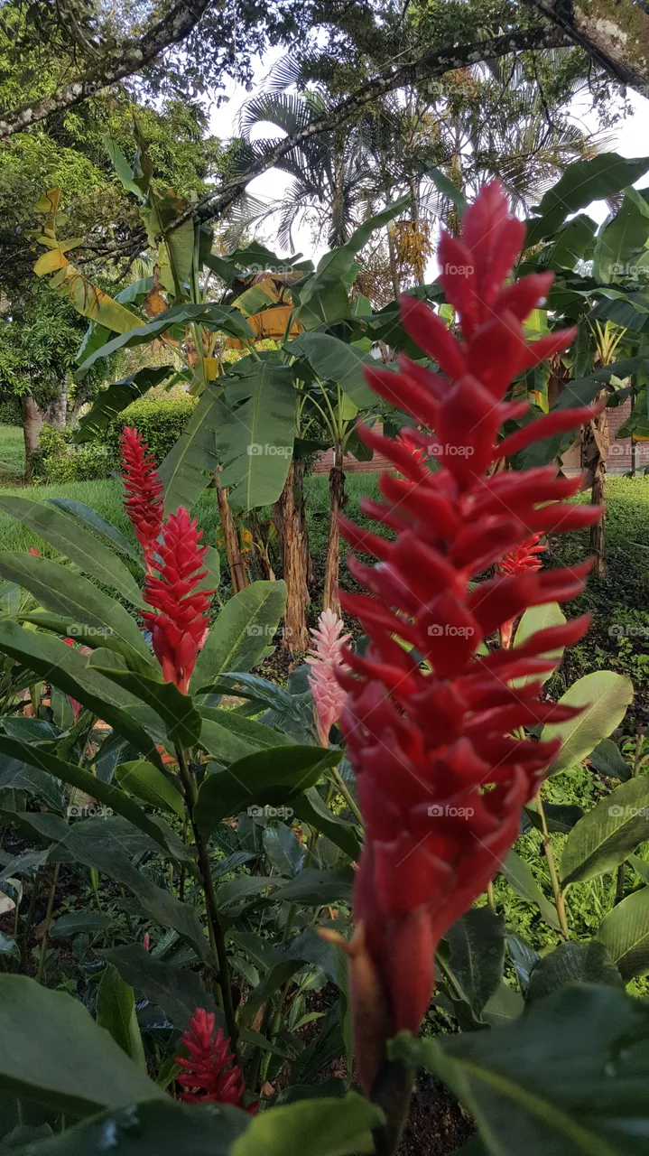 Ginger