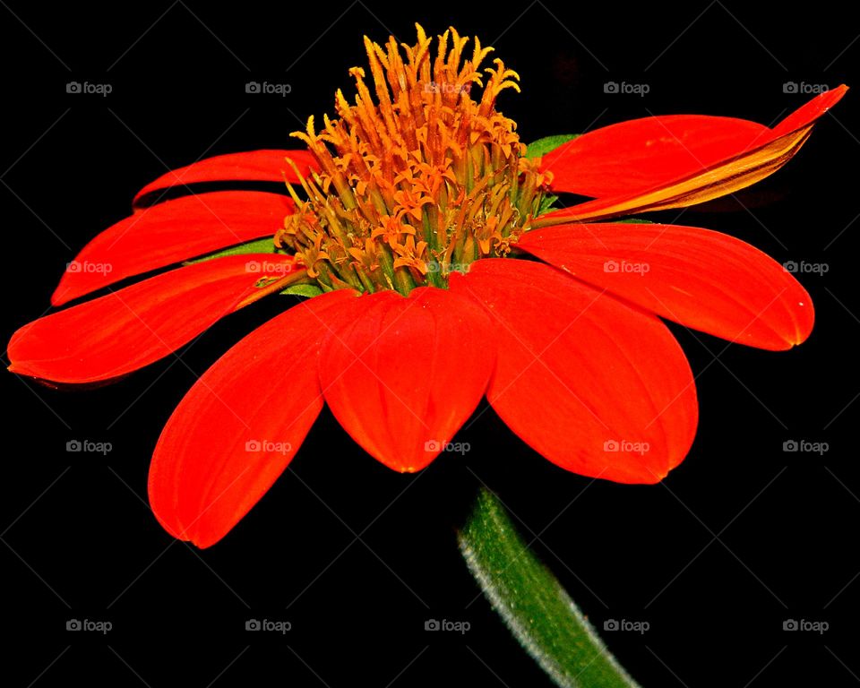 This is spring - The Mexican Sunflower has bright orange or red flowers and grows 4 to 6 feet tall and 3 to 4 feet wide. It's multi blooms grow on stems coming off a bushy central stalk. 