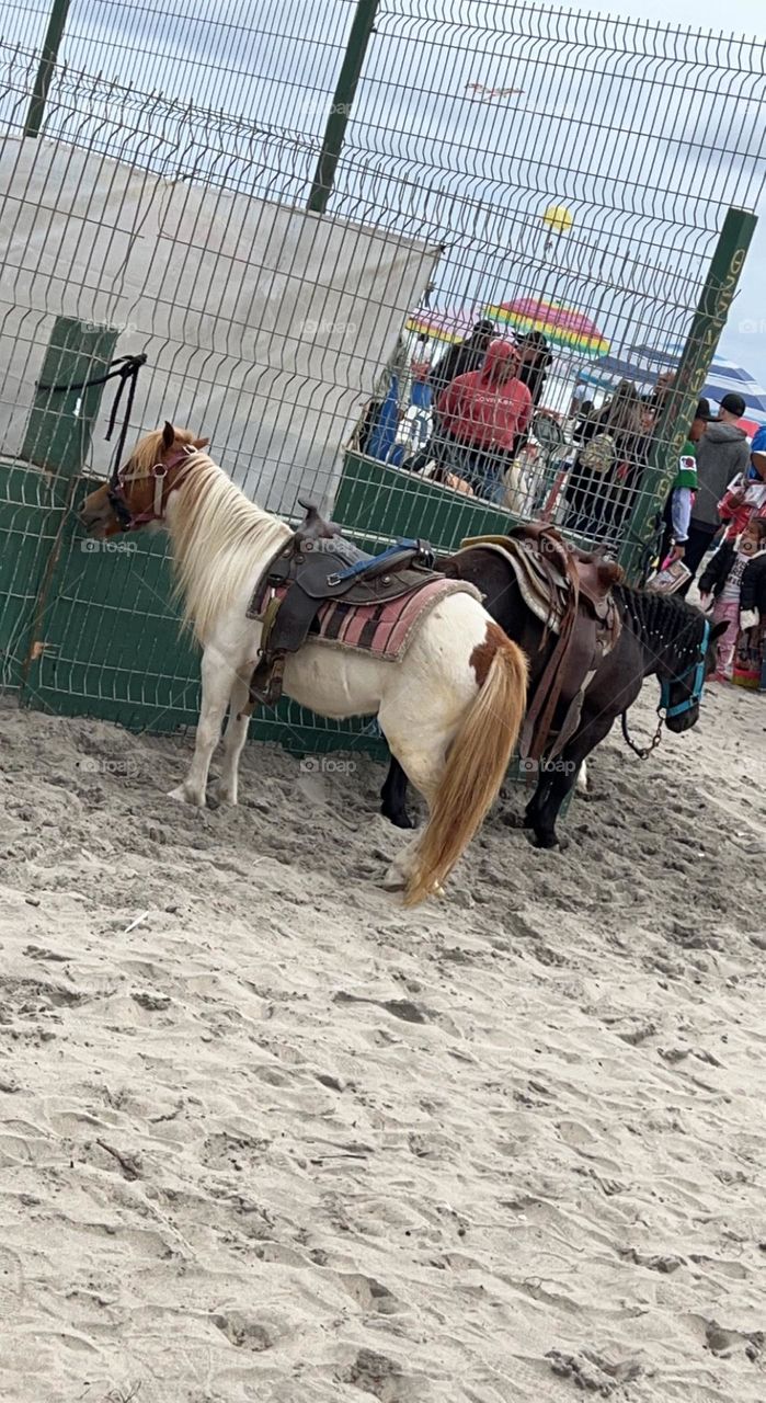 It’s a Minnie me pony 