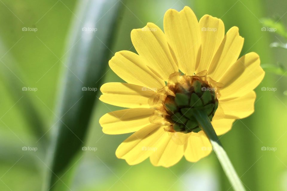 Chrysanthemum yellow flower view from the ground