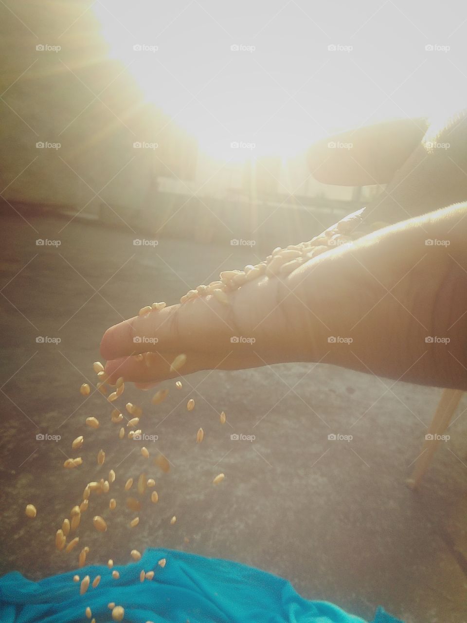 grains in hand