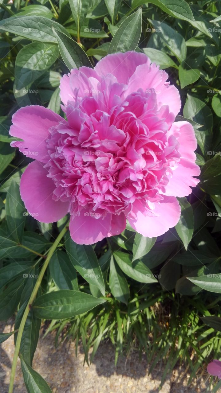 Nice Big Pink Flower