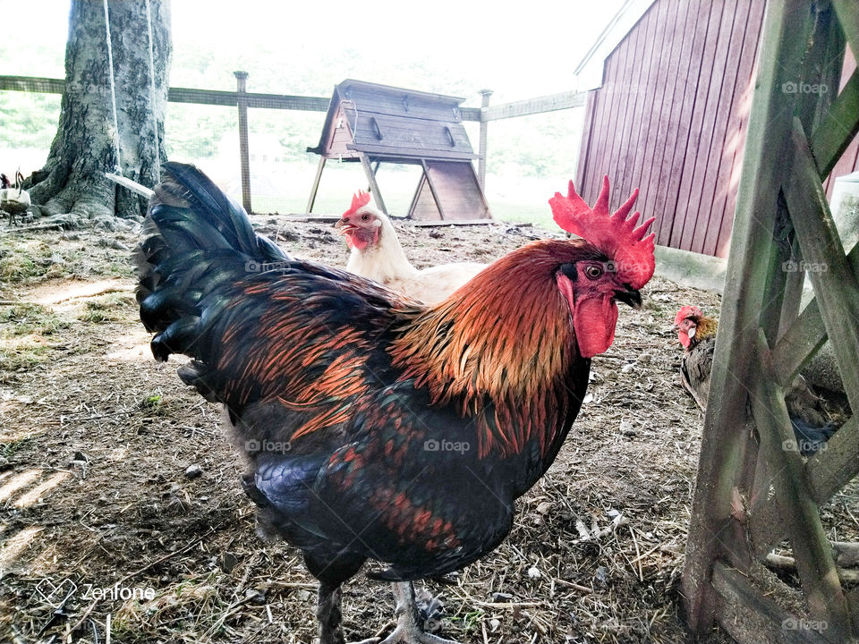 dog the rooster