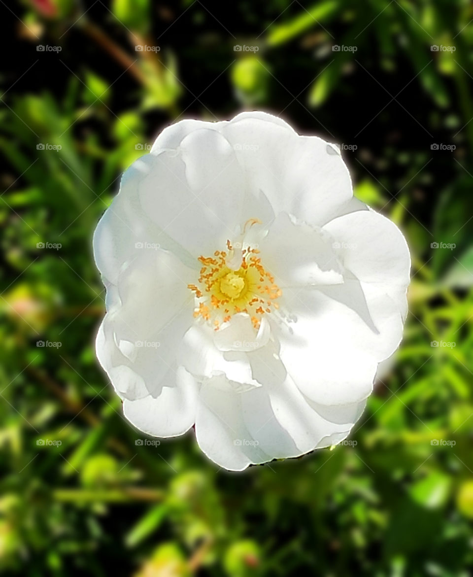White rose as an immacolate soul
