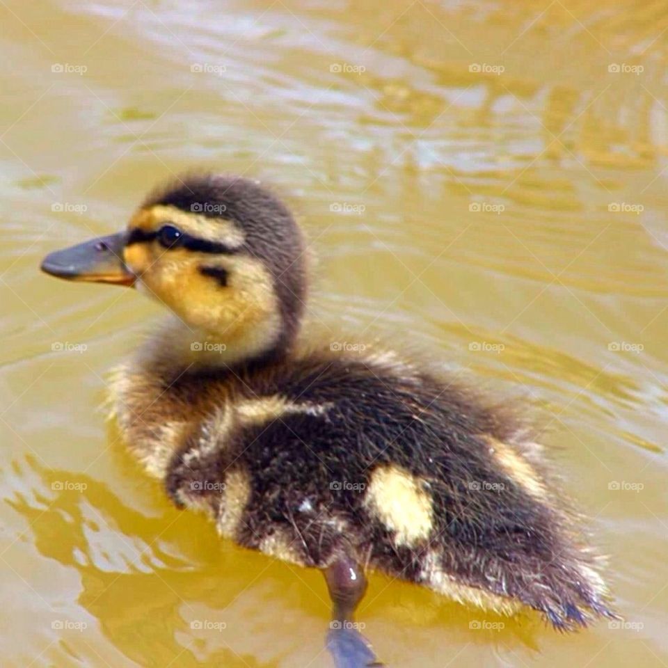 Duckling