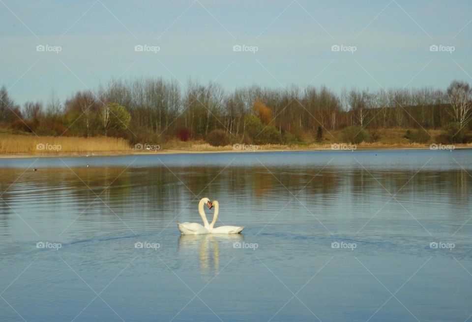 Lake, Water, Reflection, Swan, Bird