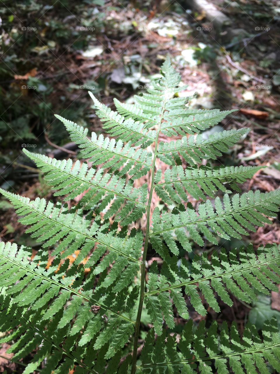 Forest Fern Closeup, Fall 2016