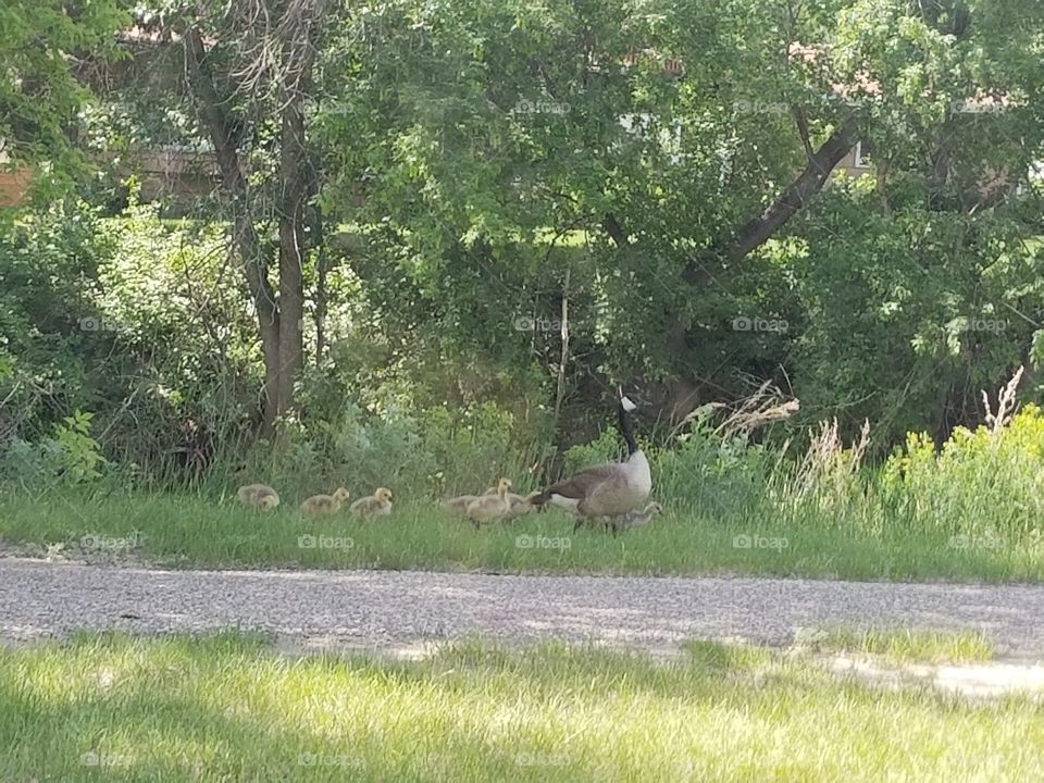 baby geese out for a walk