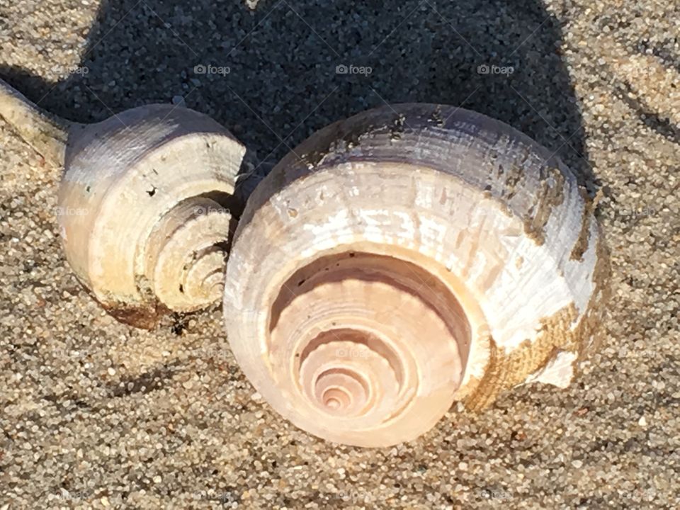 Beautiful seashells found on the beach.