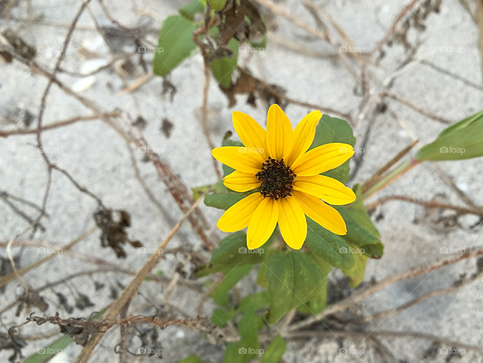 Lovely beach sunflower plant.