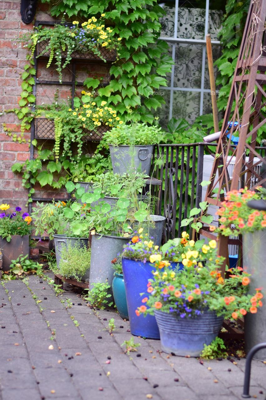 House, plants, urban patio garden