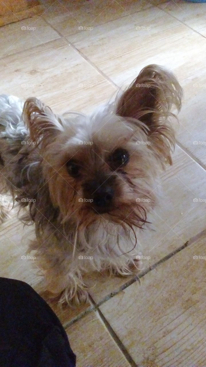 My sweet dog. He is york terrier miniature. He is my the best friend. Lovely dog. Nice dog. York terriers miniatures are cool. I love hem. Funny dog. It photo is natural no correct and original. Dogs are the best friends for peoples.