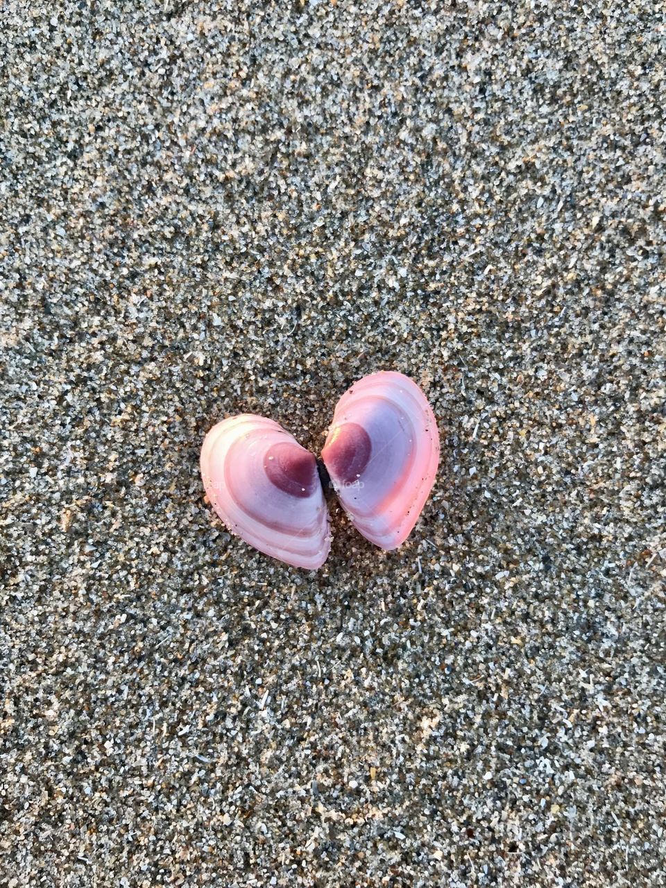 Pink shells on the beach. Double shell has almost the shape of a heart. 