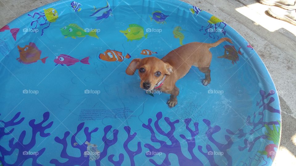 doggie pool
