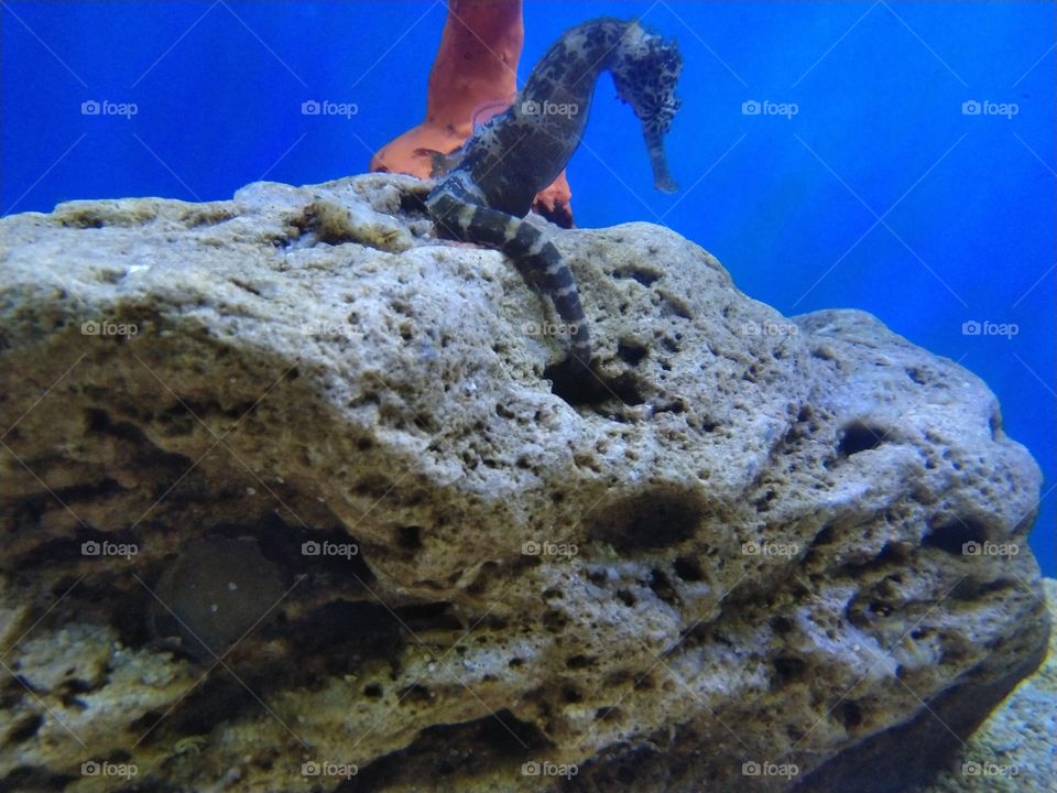 Under the sea
Under the sea
Darling it's better
Down where it's wetter
Take it from me
Up on the shore they work all day
Out in the sun they slave away
While we devotin'
Full time to floatin'
Under the sea 🎼