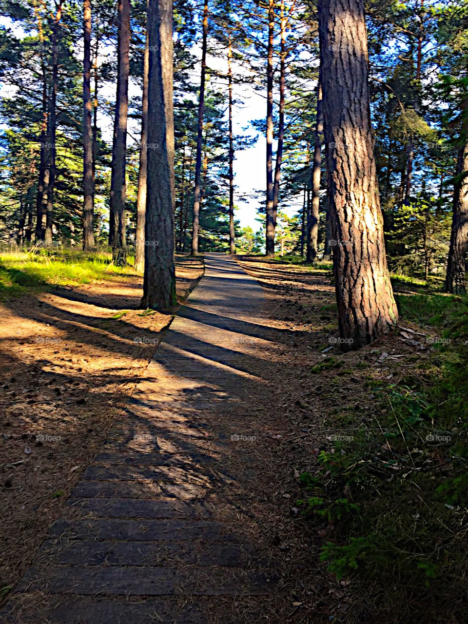 The path in the forest! 